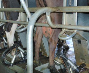 Milking cups automatically fall off