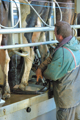 Placing the milking cups -- the one all-manual manual step