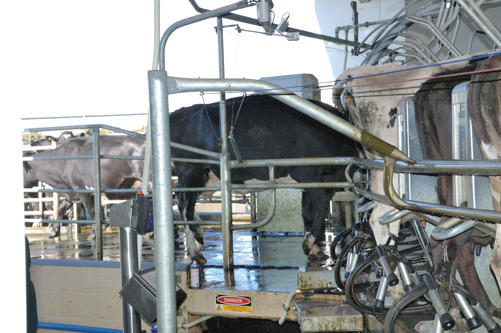 Cow backs out at the end of the ride