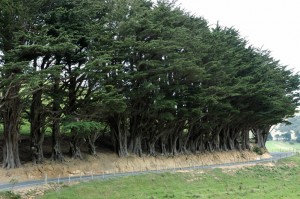 Windbreak along Highcliff Rd. on the Otago Peninsula