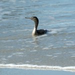 Stewart Island Shag