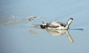 Shag stuck on the beach