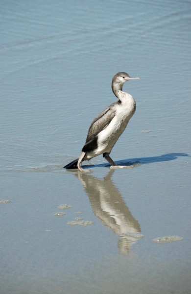 The shag walking