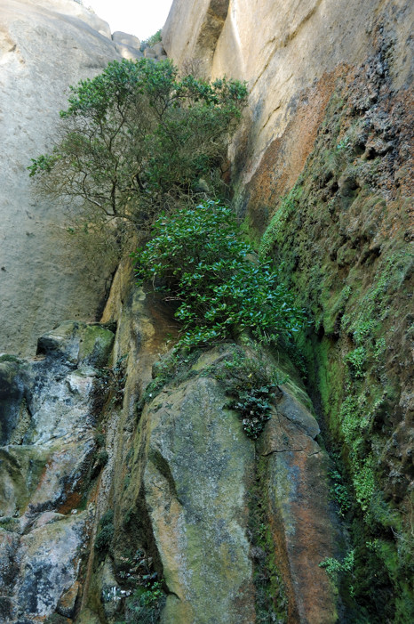 Cliff at the behind Tunnel Beach