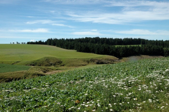High valley between Mosgiel and Middlemarch