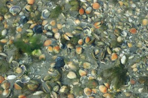 Waikouati River bottom