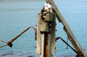 Old dock supports now home for gulls
