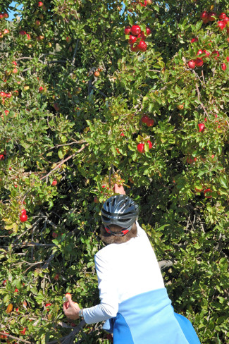 Apples for the taking