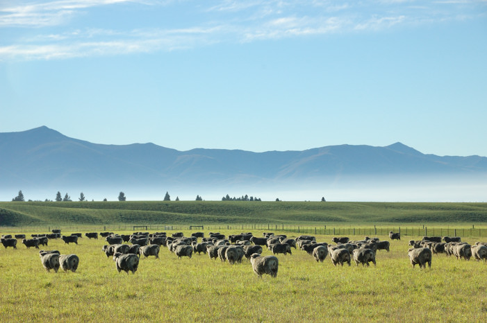 Sheep, mist, and mountains on the road to Naseby