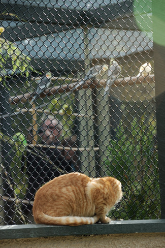 Haywood's orange kitty