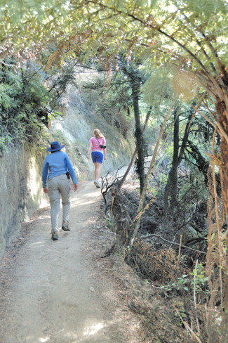 Hiking trail in Abel Tasman Park
