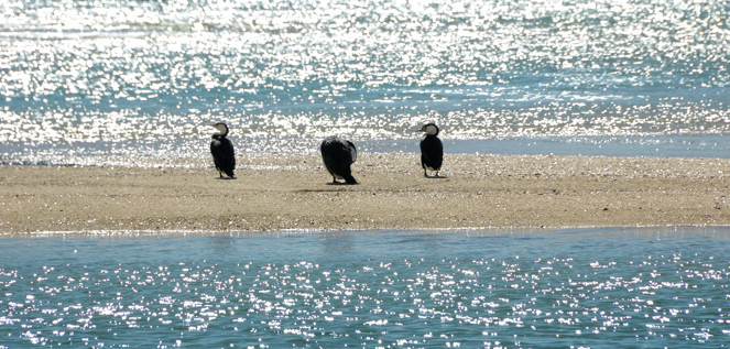 Shags on Totaranui Beach