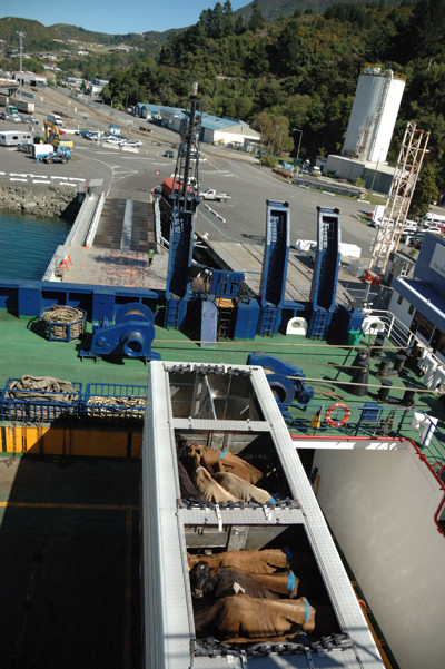 Cattle truck on the ferry to Wellington