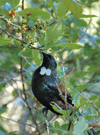 Tui