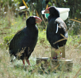 Takahe