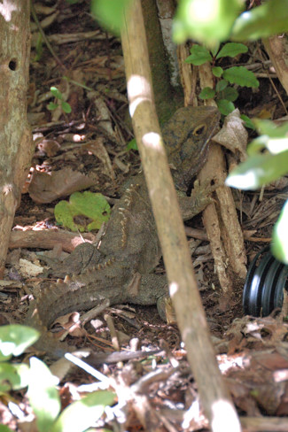 Tuatara