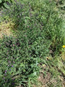 vetch in bloom